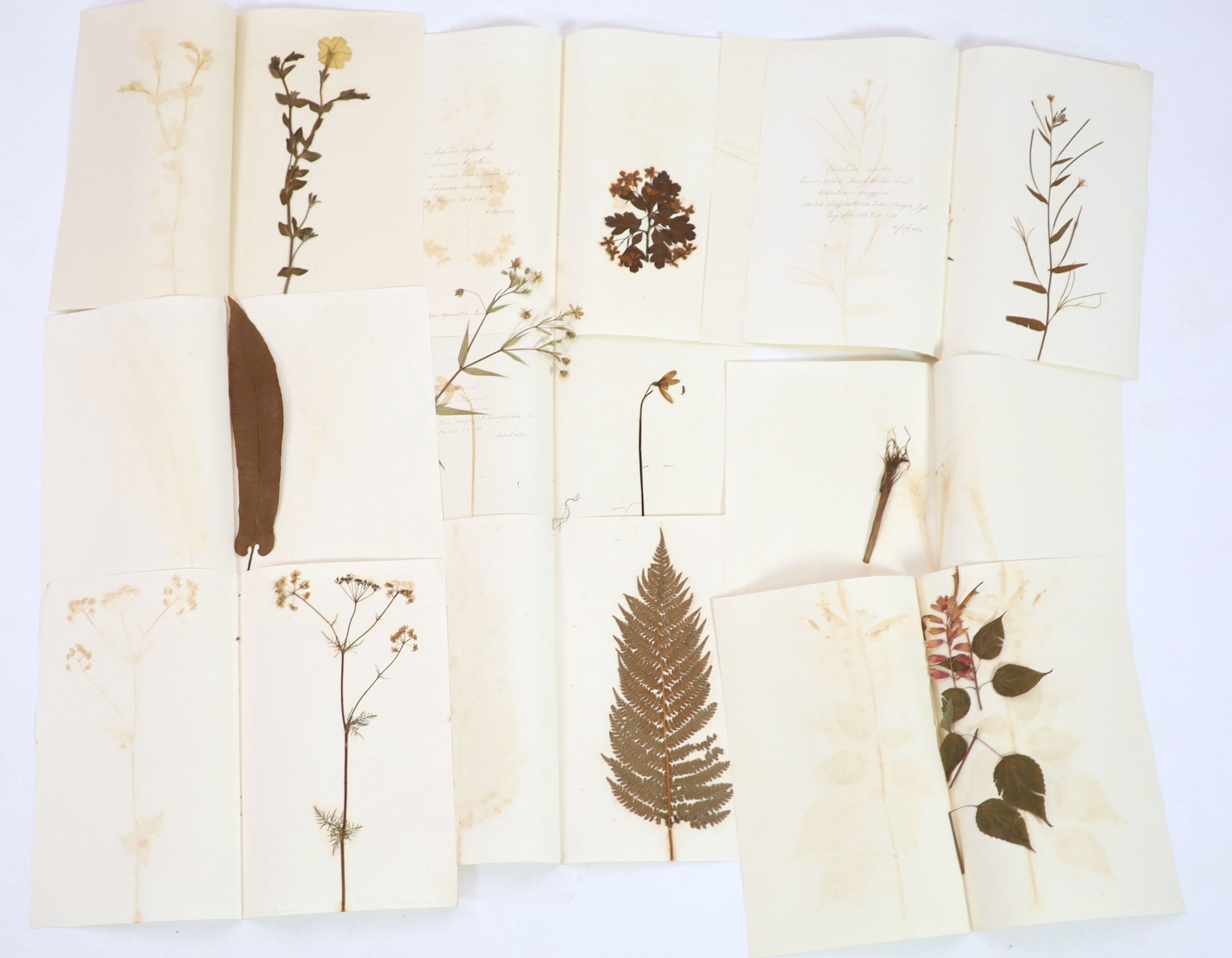 A folio of early 19th century dried botanical specimens on paper, Largest 47 cm X 28 cm (89 specimens)